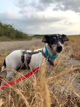 ZARA, Hund, Bodeguero (-mischling) in Spanien - Bild 1