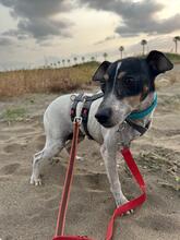 ZARA, Hund, Bodeguero (-mischling) in Spanien - Bild 2