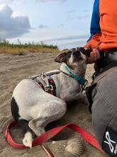 ZARA, Hund, Bodeguero (-mischling) in Spanien - Bild 3