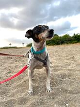 ZARA, Hund, Bodeguero (-mischling) in Spanien - Bild 4