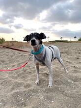 ZARA, Hund, Bodeguero (-mischling) in Spanien - Bild 5