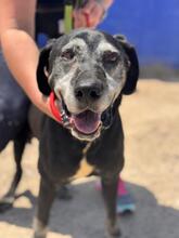 ROCKY, Hund, Labrador in Spanien - Bild 1