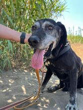 ROCKY, Hund, Labrador in Spanien - Bild 2