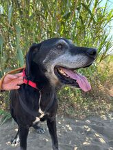 ROCKY, Hund, Labrador in Spanien - Bild 3