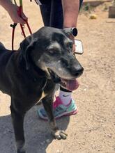 ROCKY, Hund, Labrador in Spanien - Bild 5