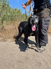 ROCKY, Hund, Labrador in Spanien - Bild 6