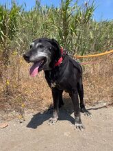 ROCKY, Hund, Labrador in Spanien - Bild 7