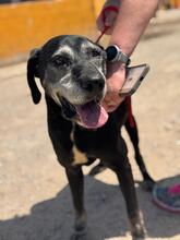 ROCKY, Hund, Labrador in Spanien - Bild 8