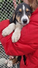 NIELSSON, Hund, Mischling in Bulgarien - Bild 1