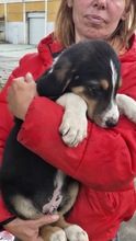 NIELSSON, Hund, Mischling in Bulgarien - Bild 3