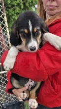 NIELSSON, Hund, Mischling in Bulgarien - Bild 4