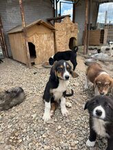 NIELSSON, Hund, Mischling in Bulgarien - Bild 5