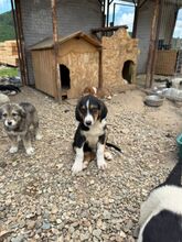NIELSSON, Hund, Mischling in Bulgarien - Bild 6