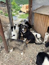 NIELSSON, Hund, Mischling in Bulgarien - Bild 8