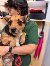 FITZ, Hund, Border Terrier Mischling in Spanien - Bild 1