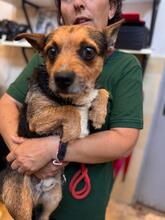 FITZ, Hund, Border Terrier Mischling in Spanien - Bild 2