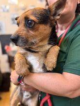 FITZ, Hund, Border Terrier Mischling in Spanien - Bild 3
