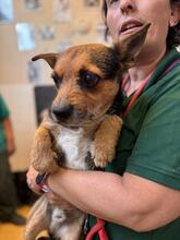 FITZ, Hund, Border Terrier Mischling in Spanien - Bild 4