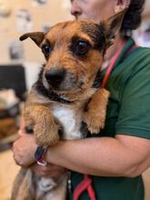 FITZ, Hund, Border Terrier Mischling in Spanien - Bild 5