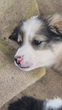 BENJAMIN, Hund, mischling in Bulgarien - Bild 1
