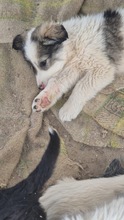 BENJAMIN, Hund, mischling in Bulgarien - Bild 2