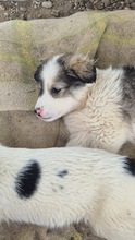 BENJAMIN, Hund, mischling in Bulgarien - Bild 3