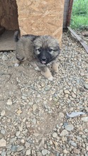 NUKA, Hund, Mischlingshund in Bulgarien - Bild 1