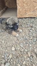 NUKA, Hund, Mischlingshund in Bulgarien - Bild 2
