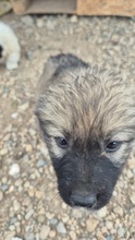 NUKA, Hund, Mischlingshund in Bulgarien - Bild 3