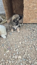 NUKA, Hund, Mischlingshund in Bulgarien - Bild 4