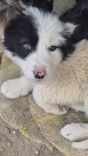 AMINA, Hund, Mischling in Bulgarien - Bild 1