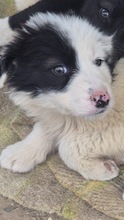 AMINA, Hund, Mischling in Bulgarien - Bild 2