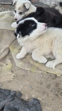 AMINA, Hund, Mischling in Bulgarien - Bild 4