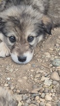 SNUGGLES, Hund, mischling in Bulgarien - Bild 1