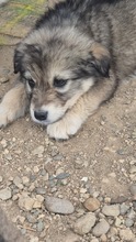 SNUGGLES, Hund, mischling in Bulgarien - Bild 2