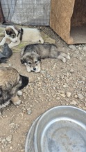 SNUGGLES, Hund, mischling in Bulgarien - Bild 3