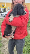 LASSE, Hund, Mischling in Bulgarien - Bild 2