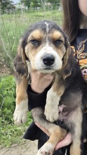 DUKE, Hund, Mischling in Bulgarien - Bild 1