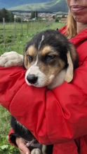 DUKE, Hund, Mischling in Bulgarien - Bild 2