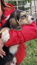 DUKE, Hund, Mischling in Bulgarien - Bild 3