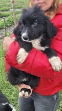 ANNIKA, Hund, Mischling in Bulgarien - Bild 1