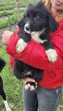 ANNIKA, Hund, Mischling in Bulgarien - Bild 2