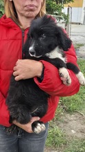 ANNIKA, Hund, Mischling in Bulgarien - Bild 3