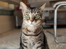 ORTENSIA, Katze, Europäisch Kurzhaar in Schönaich - Bild 1