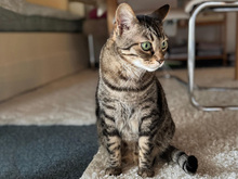 ORTENSIA, Katze, Europäisch Kurzhaar in Schönaich - Bild 2