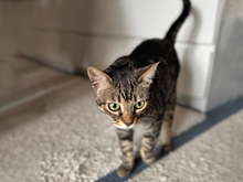 ORTENSIA, Katze, Europäisch Kurzhaar in Schönaich - Bild 3