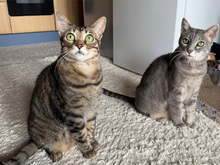 ORTENSIA, Katze, Europäisch Kurzhaar in Schönaich - Bild 4