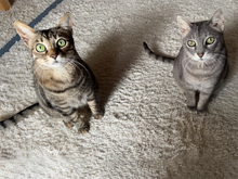 ORTENSIA, Katze, Europäisch Kurzhaar in Schönaich - Bild 5