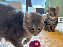 ORTENSIA, Katze, Europäisch Kurzhaar in Schönaich - Bild 6