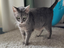 OMBRETTA, Katze, Europäisch Kurzhaar in Schönaich - Bild 2